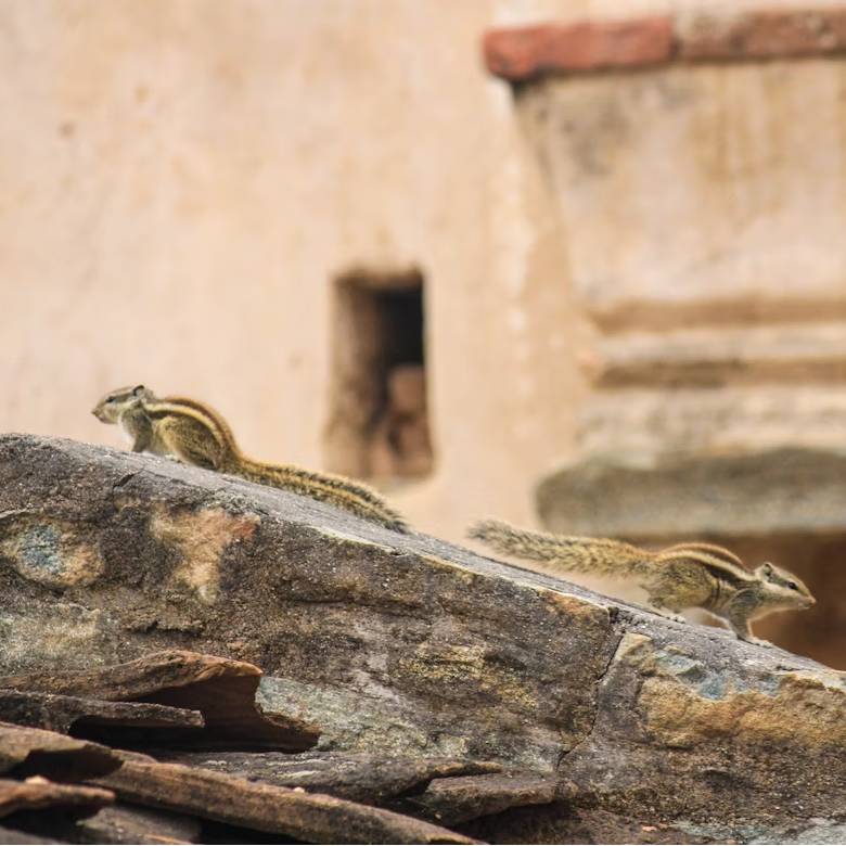 Kumbhalgarh Wildlife Sanctuary – Home to leopards, deer, and birds before reaching the fort.